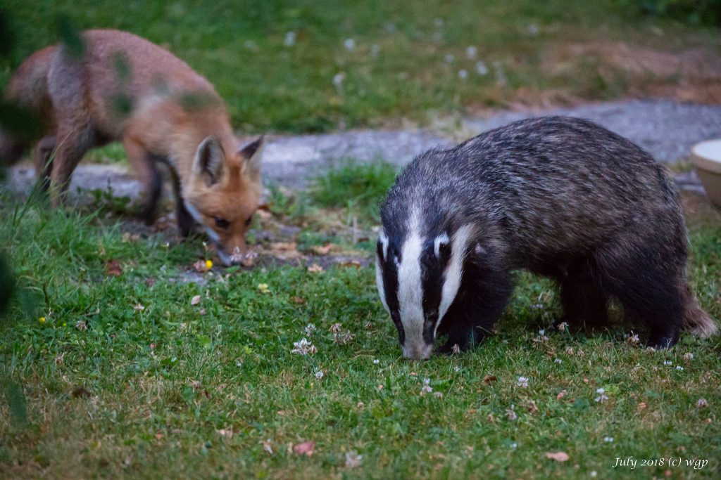 foxy and badger