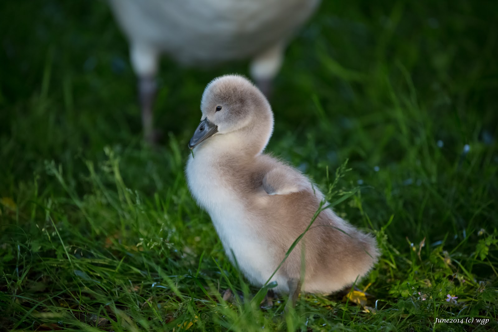 Cygnets