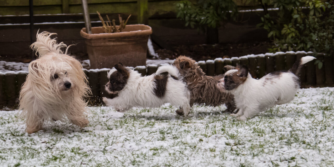 RIP Maisy
