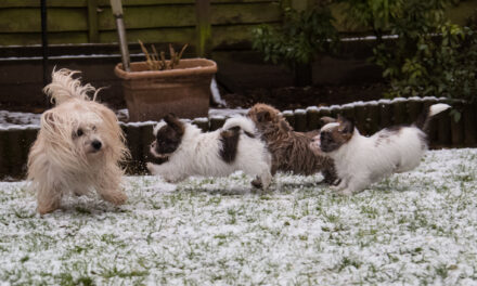 RIP Maisy