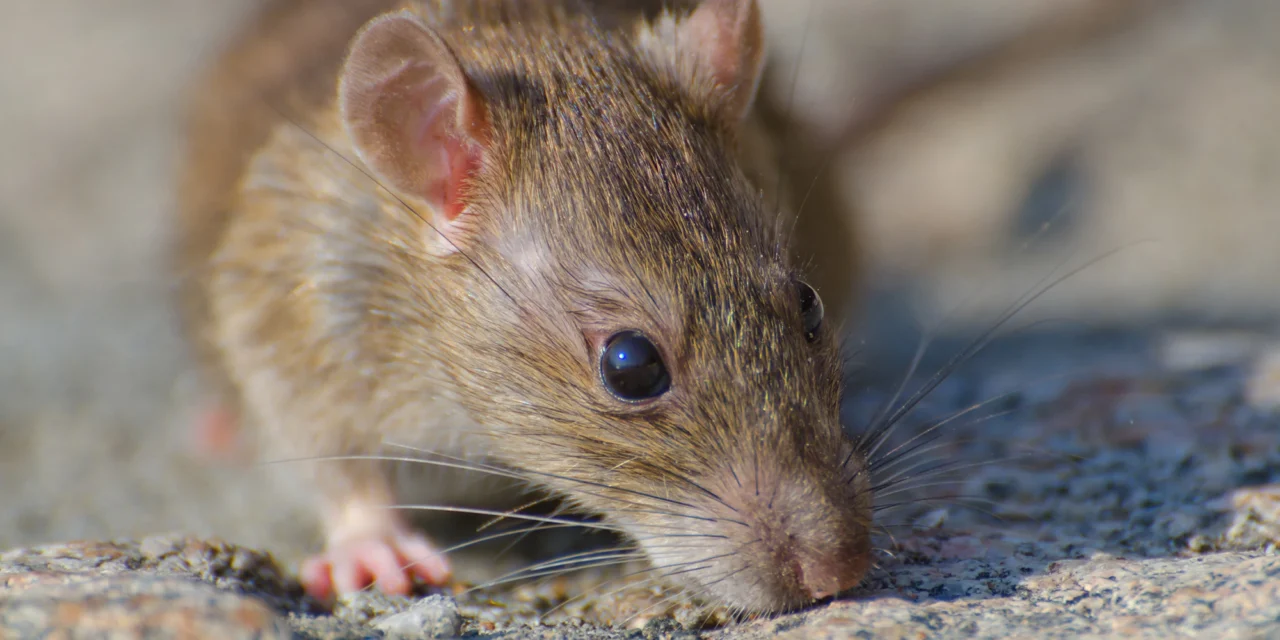 Mice