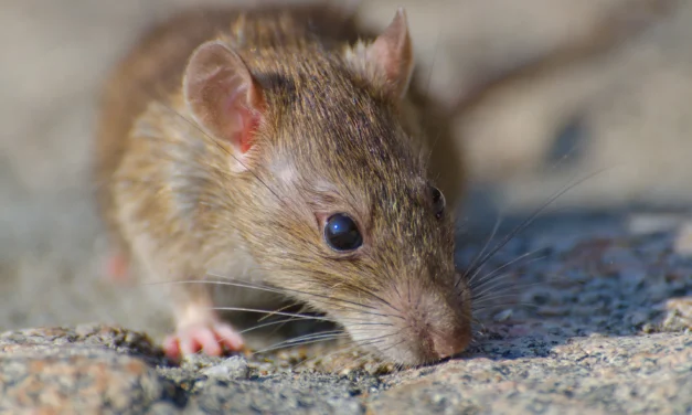 Mice